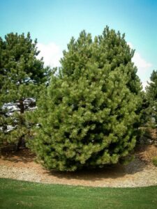 Сосна Чёрная (Pinus Nigra) купить по цене от 270.00р. в интернет-магазине «Посадика» с доставкой почтой в в Кизляре и по всей России – [изображение №1].