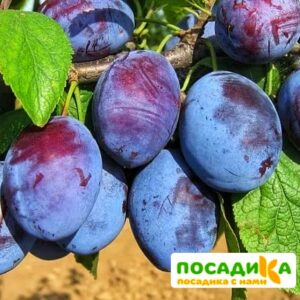 Слива Чачакская ранняя купить по цене от 229.00р. в интернет-магазине «Посадика» с доставкой почтой в в Кизляре и по всей России – [изображение №1].