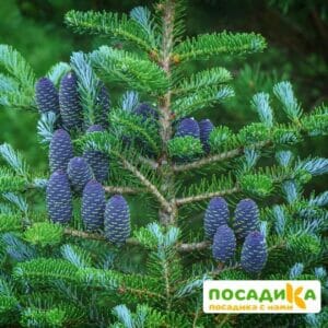 Пихта корейская (Abies koreana) купить по цене от 450.00р. в интернет-магазине «Посадика» с доставкой почтой в в Кизляре и по всей России – [изображение №1].