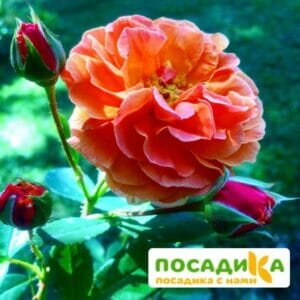 Роза Арабия купить по цене от 350.00р. в интернет-магазине «Посадика» с доставкой почтой в в Кизляре и по всей России – [изображение №1].