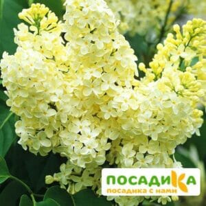 Сирень Примроуз (Primrose) купить по цене от 529.00р. в интернет-магазине «Посадика» с доставкой почтой в в Кизляре и по всей России – [изображение №1].