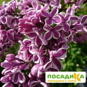 Сирень Сенсация купить по цене от 529.00р. в интернет-магазине «Посадика» с доставкой почтой в в Кизляре и по всей России – [изображение №1].