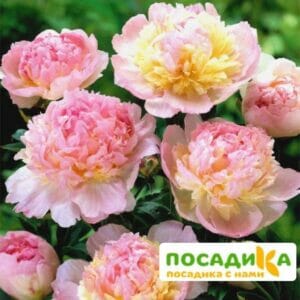 Пион Распберри Сандей (Paeonia Raspberry Sundae) купить по цене от 959р. в интернет-магазине «Посадика» с доставкой почтой в в Кизляре и по всей России – [изображение №1].