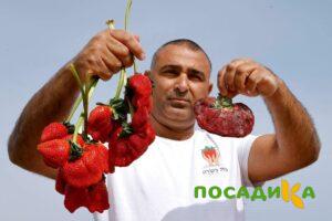 Клубника Гигант Джорнея купить по цене от 266р. в интернет-магазине «Посадика» с доставкой почтой в в Кизляре и по всей России – [изображение №1].
