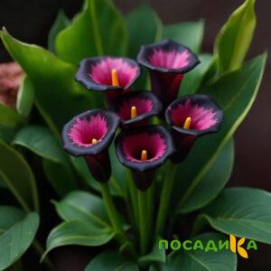 Калла Аура Лейс купить по цене от 400р. в интернет-магазине «Посадика» с доставкой почтой в в Кизляре и по всей России – [изображение №1].