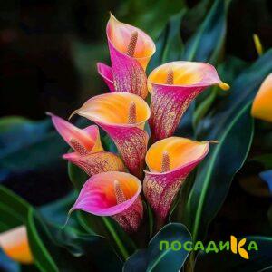 Калла Оникс купить по цене от 450р. в интернет-магазине «Посадика» с доставкой почтой в в Кизляре и по всей России – [изображение №1].
