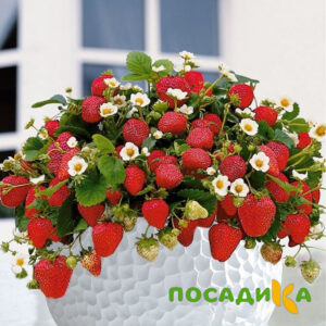 Клубника Рубиновый Шепот (горшечная) купить по цене от 240р. в интернет-магазине «Посадика» с доставкой почтой в в Кизляре и по всей России – [изображение №1].