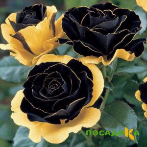Роза Ханни Сикл купить по цене от 700р. в интернет-магазине «Посадика» с доставкой почтой в в Кизляре и по всей России – [изображение №1].