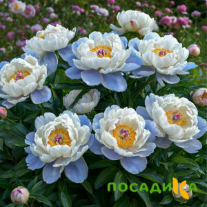 Пион акварельный Этюд купить по цене от 806р. в интернет-магазине «Посадика» с доставкой почтой в в Кизляре и по всей России – [изображение №1].