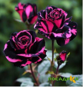 Роза Багровый Шепот купить по цене от 366р. в интернет-магазине «Посадика» с доставкой почтой в в Кизляре и по всей России – [изображение №1].
