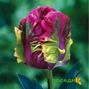 Тюльпан Экзотик Хэвен купить по цене от 186р. в интернет-магазине «Посадика» с доставкой почтой в в Кизляре и по всей России – [изображение №1].